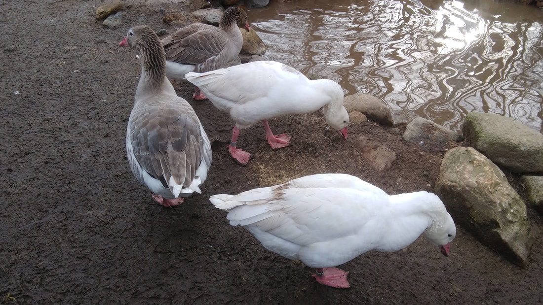 Our Geese Duck Buddies And Side Chicks